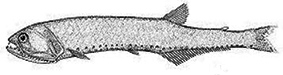 Gonostoma denudatum_claves_final.jpg